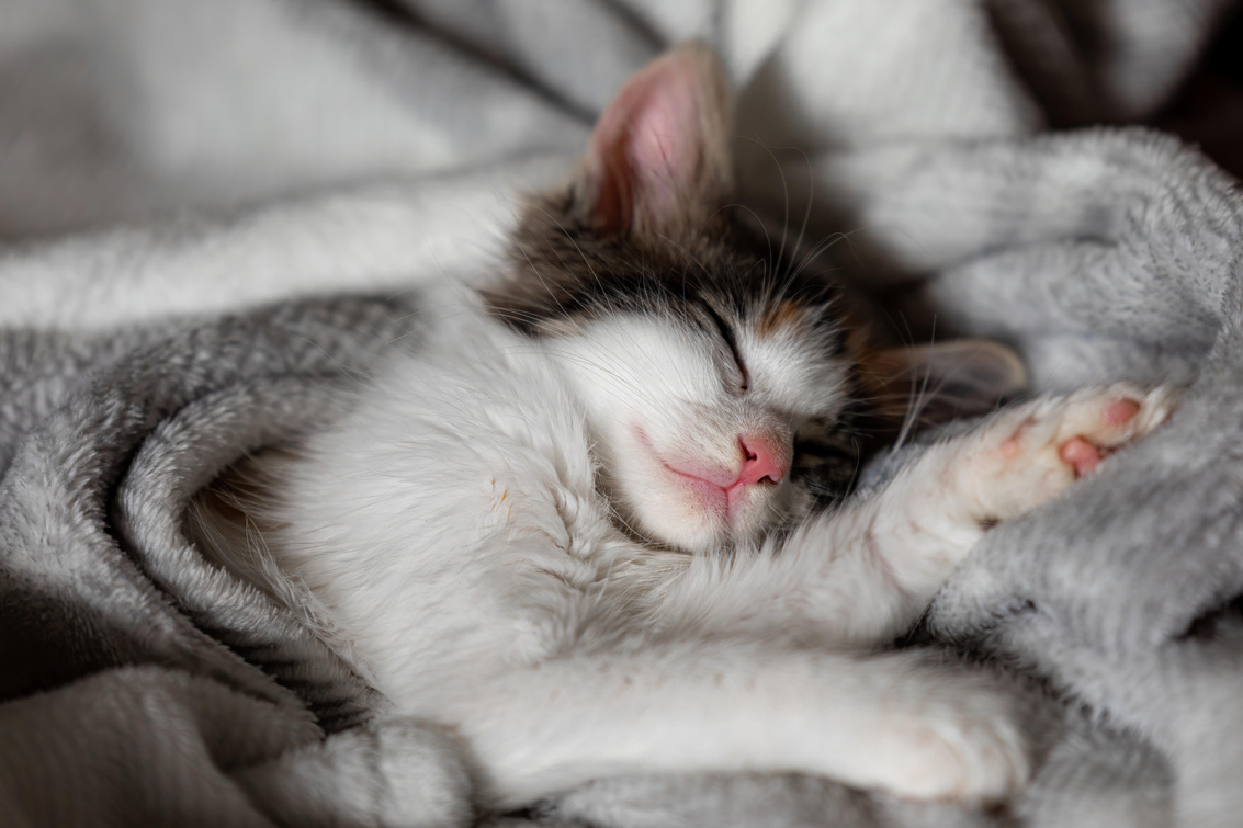 kitten,sleep,cute,cat,sleeping